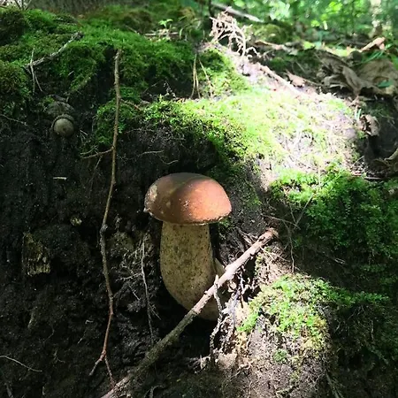Swiety Spokoj Laka I Woda Pozezdrze Exteriér fotografie